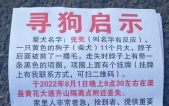 寻找狗狗